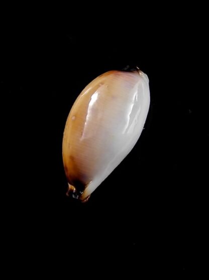 Cypraea gangranosa rentsii 16,6 mm Gem-12832