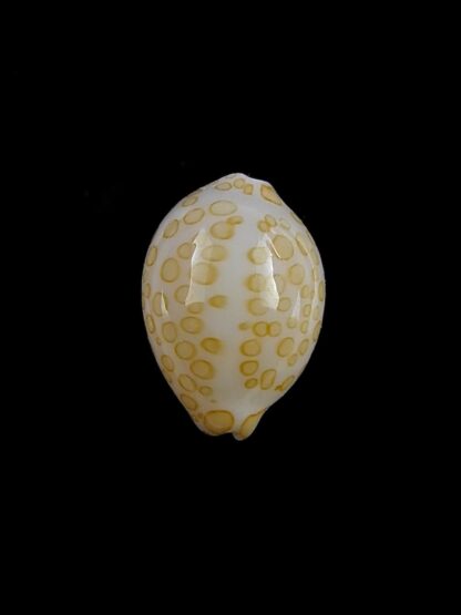 Cypraea mariae 14,2 mm Gem-13416