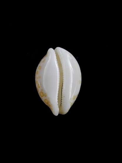 Cypraea mariae 14,2 mm Gem-13418