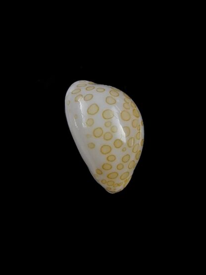 Cypraea mariae 14,2 mm Gem-13415