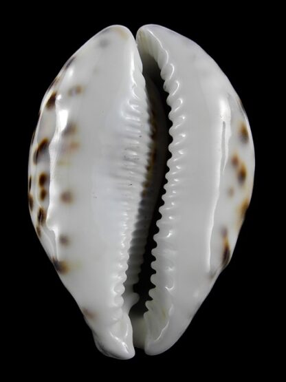 Cypraea tigris 74,9 mm Gem-12990