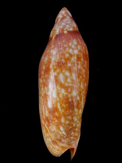 Volutoconus grossi 128,1 mm Gem-13258