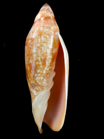 Volutoconus grossi 128,1 mm Gem-13260
