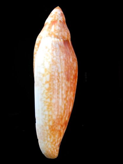 Volutoconus grossi 128,1 mm Gem-13259