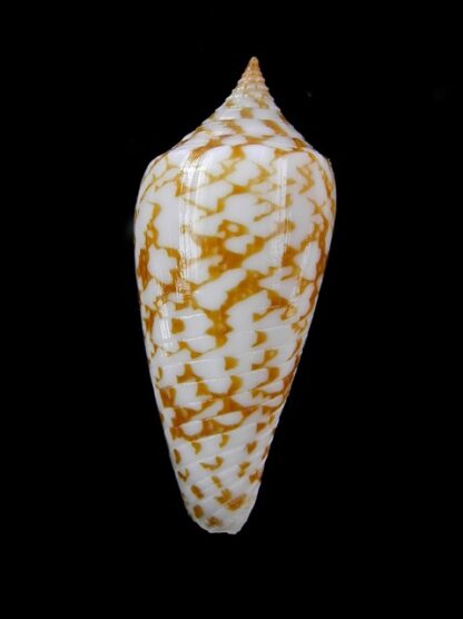 Conus lienardi 34,8 mm Gem-13305