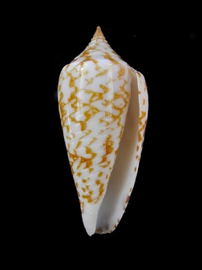 Conus lienardi 34,8 mm Gem-13304