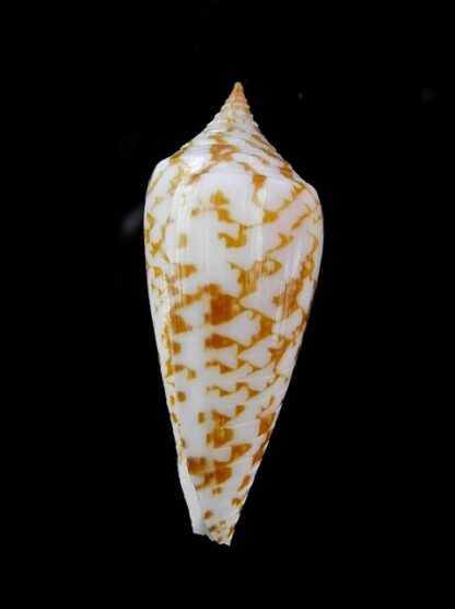 Conus lienardi 34,8 mm Gem-13303