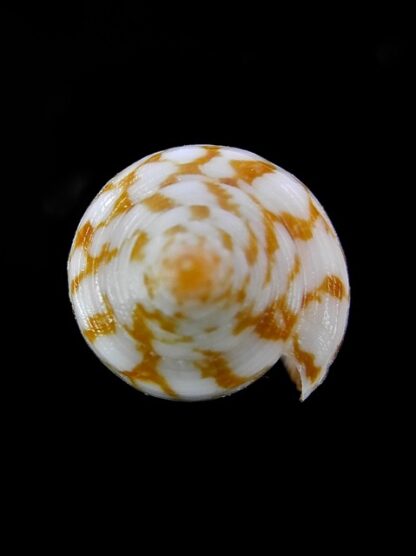 Conus lienardi 34,8 mm Gem-13306