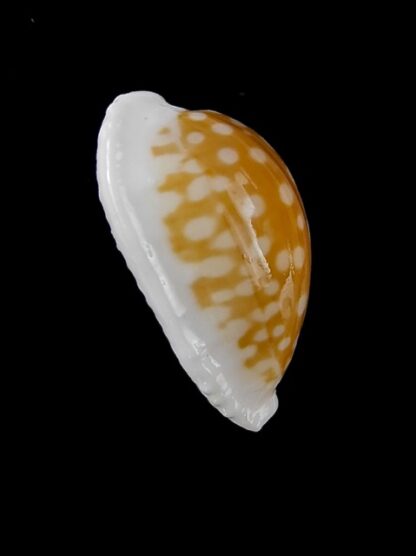 Cypraea fallax antonellae 29,1 mm Gem-13350