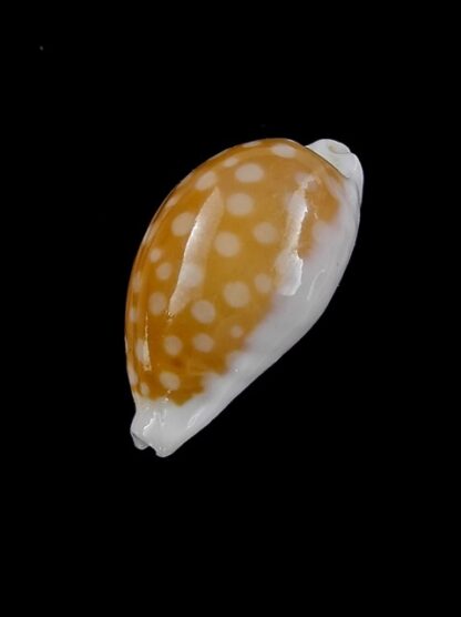 Cypraea fallax antonellae 29,1 mm Gem-13353