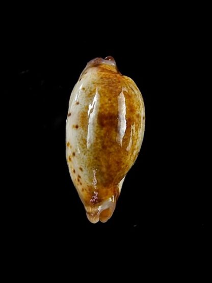 Cypraea gracilis maculata N & R. 21,2 mm Gem-13330