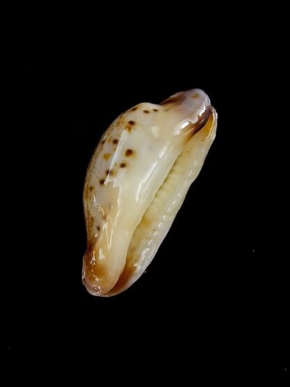 Cypraea gracilis maculata N & R. 21,2 mm Gem-13334