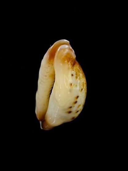 Cypraea gracilis maculata N & R. 21,2 mm Gem-13335