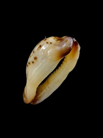 Cypraea gracilis maculata N & R. 21,2 mm Gem-13333