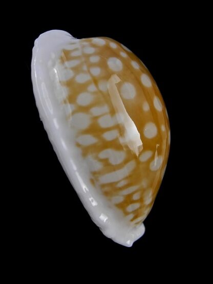 Cypraea fallax fallax 35 mm Gem-13359