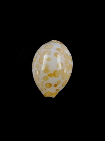Cypraea mariae 11,4 mm Gem-13395