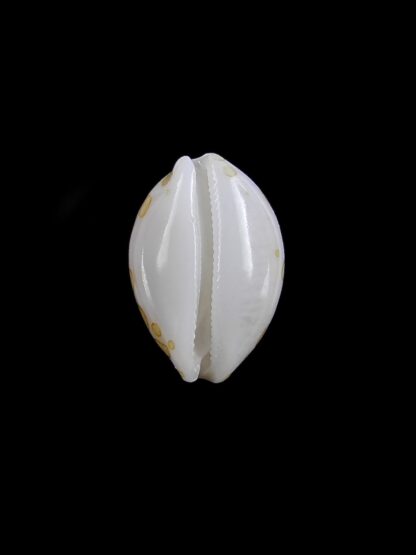 Cypraea mariae 11,4 mm Gem-13397