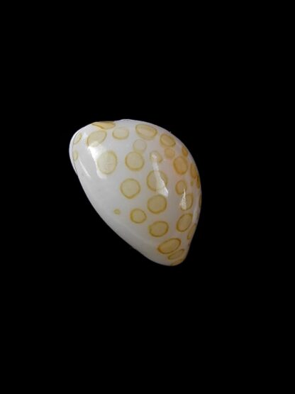 Cypraea mariae 11,4 mm Gem-13396