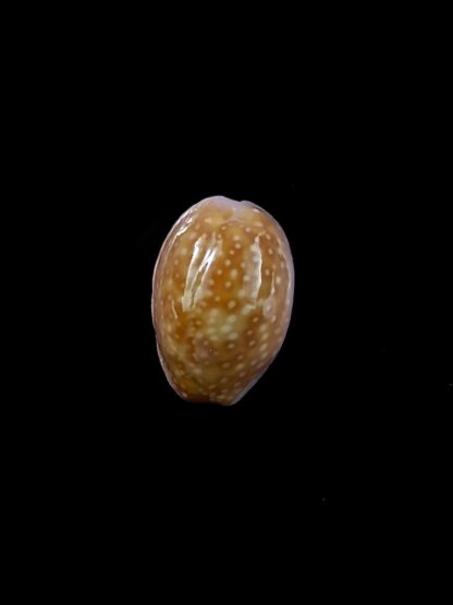 Cypraea poraria poraria " small size " 12,4 mm Gem-13446