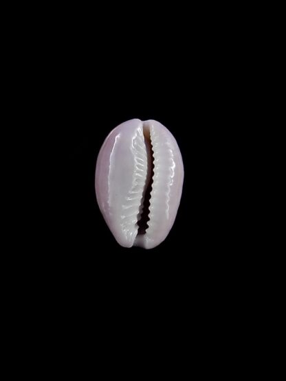 Cypraea poraria poraria " small size " 12,4 mm Gem-13448