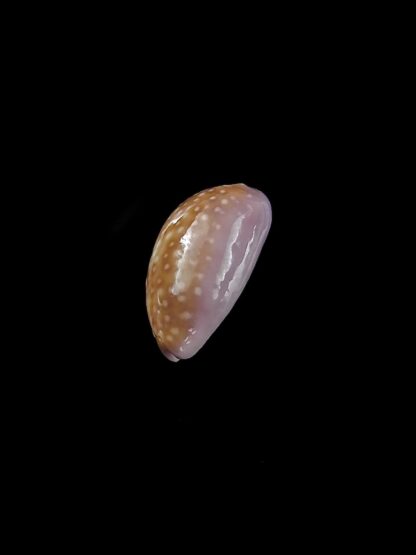 Cypraea poraria poraria " small size " 12,4 mm Gem-13444