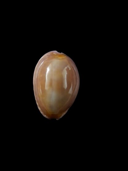 Cypraea poraria poraria " special colour "17,8 mm Gem-13486