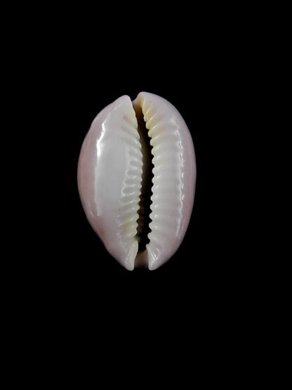 Cypraea poraria poraria " special colour "17,8 mm Gem-13484