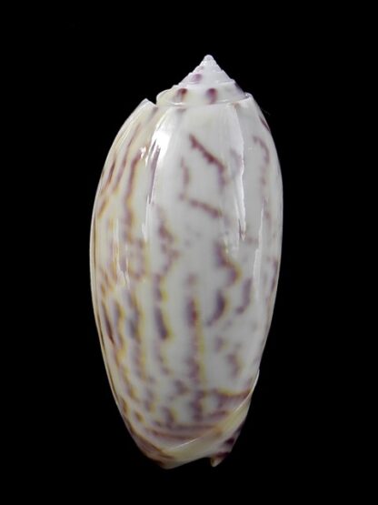 Oliva efasciata thierryi ( miniaceoliva ) Gem 48 mm-13519