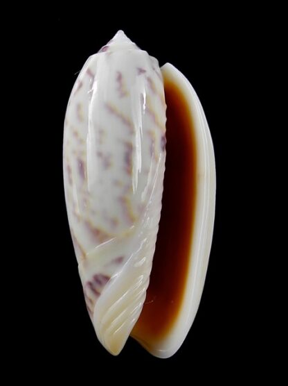 Oliva efasciata thierryi ( miniaceoliva ) Gem 48 mm-13518