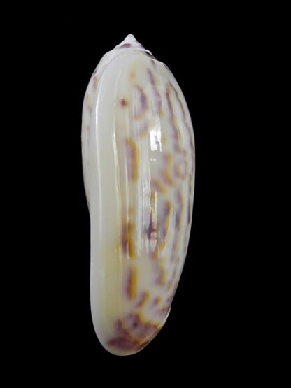 Oliva efasciata thierryi ( miniaceoliva ) Gem 48 mm-13520
