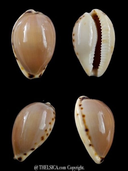 Notocypraea angustata 24,4 mm F+++/Gem-0