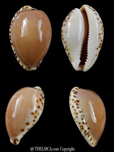 Notocypraea angustata 24,9 mm Gem-0