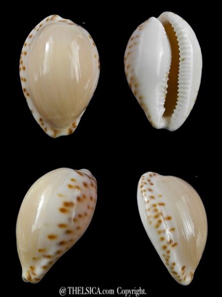 Notocypraea angustata 26,5 mm F+++/Gem-0