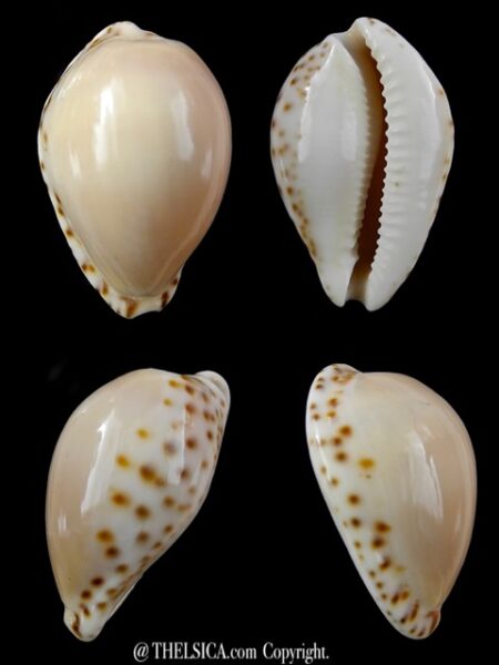 Notocypraea angustata 27,3 mm Gem-0