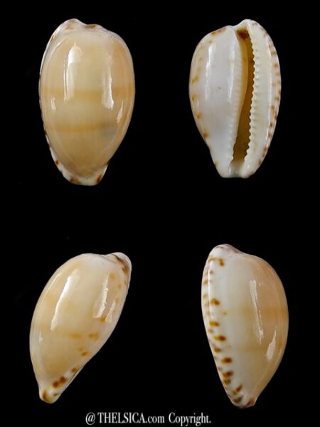 Notocypraea comptonii mayi 20,4 mm F+++/Gem-0