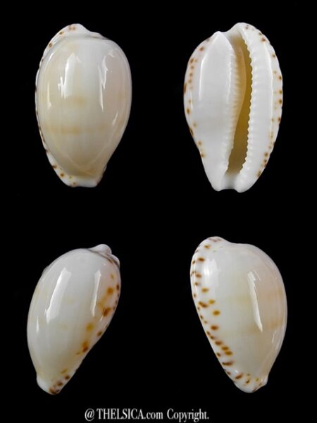 Notocypraea comptonii mayi 20,4 mm Gem-0