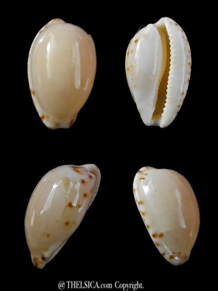 Notocypraea comptonii mayi 22,2 mm F++-0