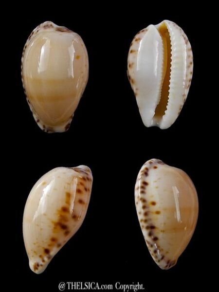 Notocypraea comptonii mayi 22 mm Gem-0