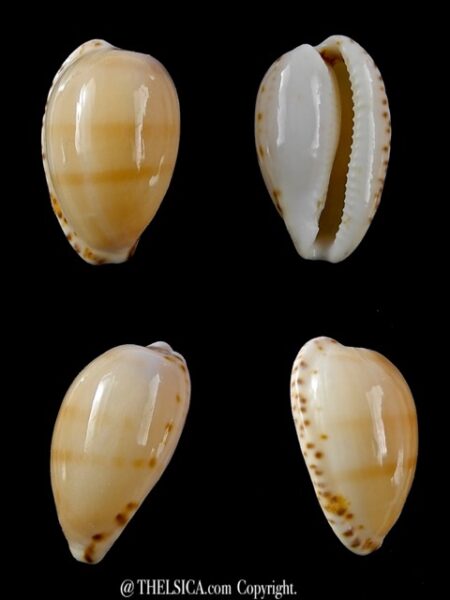 Notocypraea comptonii mayi 23,2 mm Gem-0