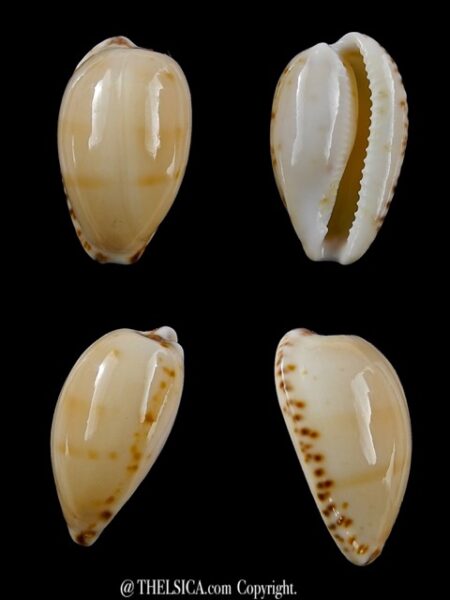 Notocypraea comptonii mayi 23,7 mm F+++/Gem-0