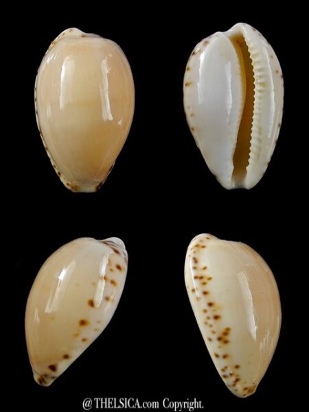 Notocypraea comptonii mayi 23,8 mm Gem-0