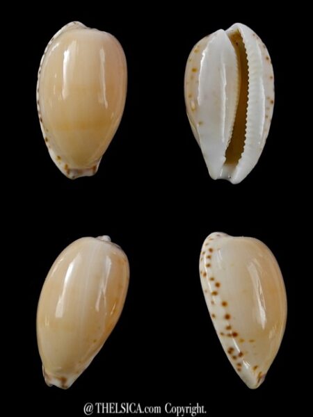 Notocypraea comptonii mayi 26,5 mm F+++/Gem-0