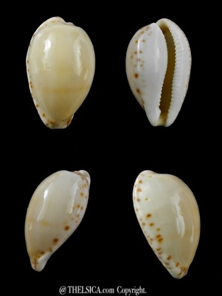 Notocypraea comptonii mayi Gem 26,9 mm Gem-0