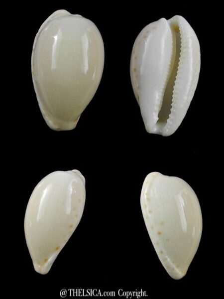 Cypraea comptonii mayi f. casta 25 mm Gem-0