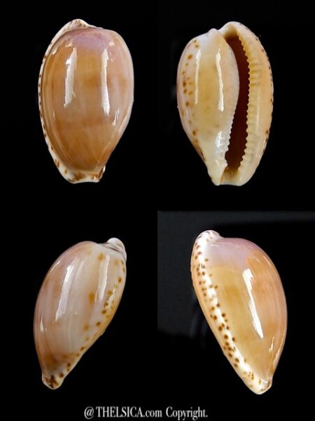 Notocypraea comptonii trenberthae 21,5 mm F+++/ Gem-0
