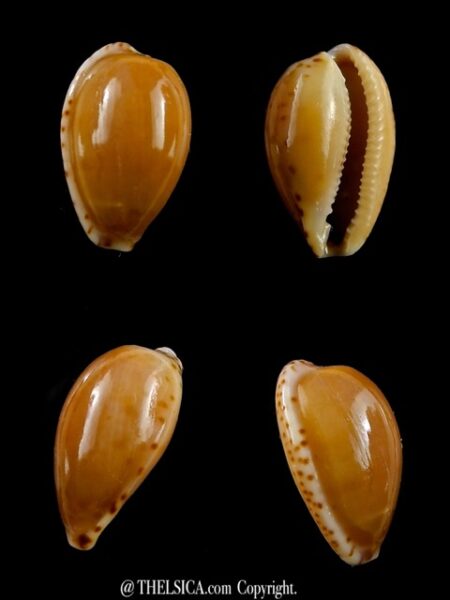 Notocypraea comptonii trenberthae 18,8 mm Gem-0