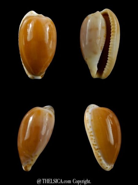 Notocypraea comptonii trenberthae 22,4 mm Gem-0