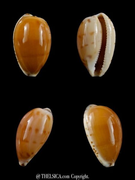 Notocypraea comptonii trenberthae 23,2 mm Gem-0