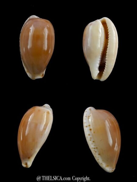 Notocypraea comptonii trenberthae 24 mm Gem-0