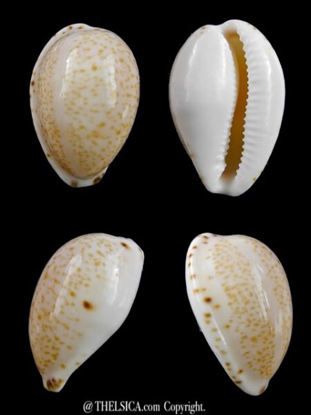 Notocypraea declivis 23,9 mm Gem.-0